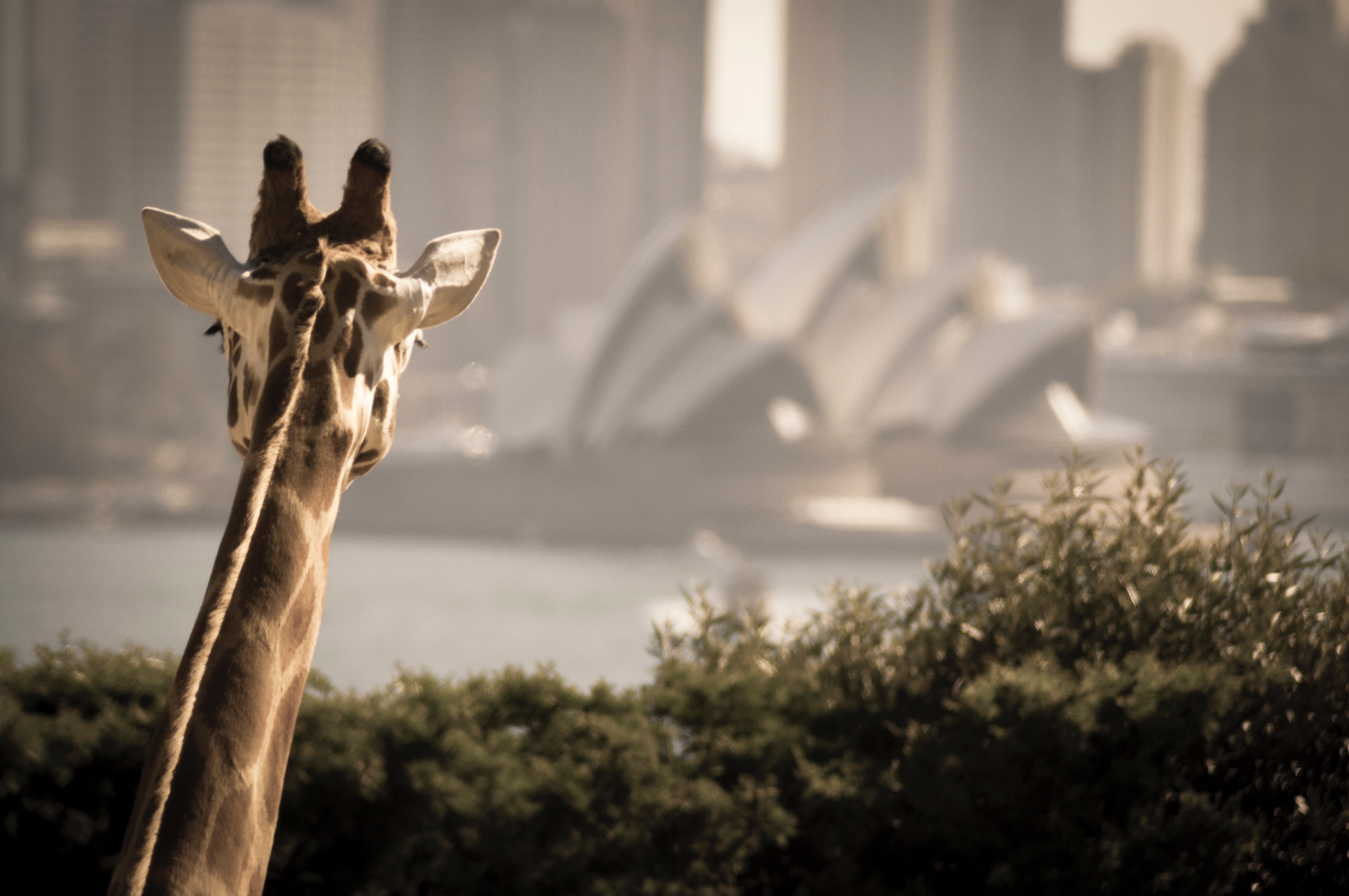 Giraffsliper, hva er det og hva bør man tenke på?