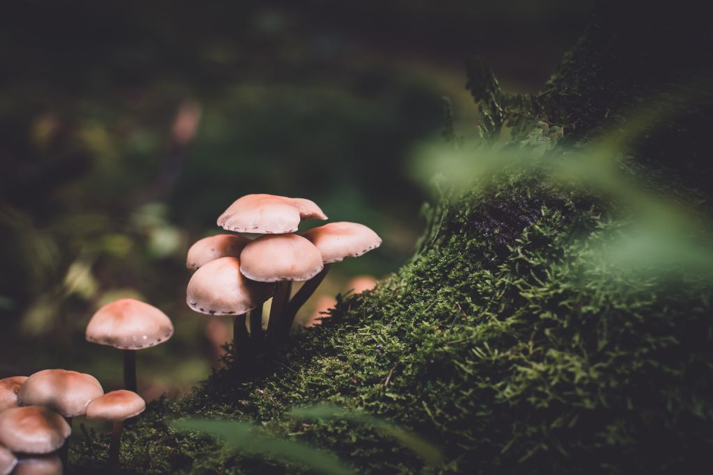 Naturens spiskammer i høst